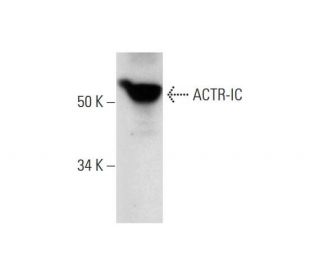 ACTR-IC Antibody (D-11) - Western Blotting - Image 290827 