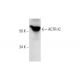 ACTR-IC Antibody (D-11) - Western Blotting - Image 290827 