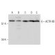 ACTR-IIB Antibody (ACEX12) - Western Blotting - Image 283571