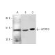 ACTR10 Antibody (E-6) - Western Blotting - Image 345910 