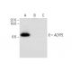 ACYP2 Antibody (G-5) - Western Blotting - Image 303468