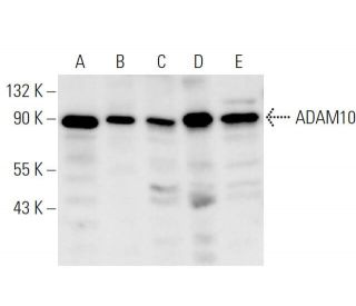 ADAM10 Antibody (B-3) - Western Blotting - Image 9539 