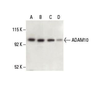 ADAM10 Antibody (B-3) - Western Blotting - Image 398278 
