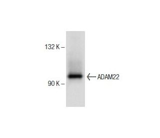 ADAM22 Antibody (C-2) - Western Blotting - Image 151760 