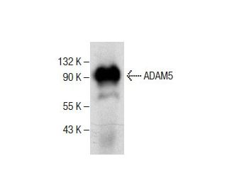ADAM5 Antibody (C-6) - Western Blotting - Image 286767