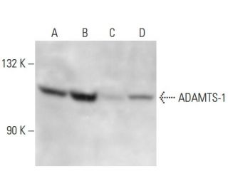 ADAMTS-1 Antibody (30D445.1) - Western Blotting - Image 15209Each CRISPR/Cas9 Knockout (KO) Plasmid product consists of a pool of 3 plasmids designed to ensure identification and cleavage of a specific gene for maximum knockout efficiency. Each plasmid encodes a unique 20 nt sequence derived from the GeCKO (v2) library.