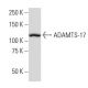ADAMTS-17 Antibody (Q-12) - Western Blotting - Image 33851