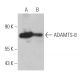 ADAMTS-8 Antibody (G-4) - Western Blotting - Image 366054