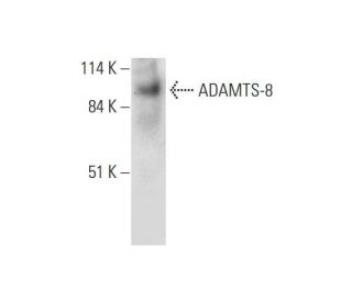 ADAMTS-8 Antibody (G-4) - Western Blotting - Image 326551SAM Transcription Activation: SAM system utilizing dCas9-VP64, MS2-P65-HSF1, and sgRNA for precise gene transcription activation.