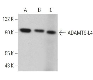 ADAMTS-L4 Antibody (H-9) - Western Blotting - Image 367251