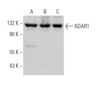 ADAR1 Antibody (D-8) - Western Blotting - Image 369808 