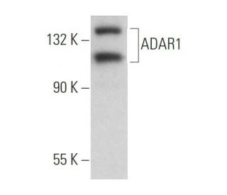 ADAR1 Antibody (15.8.6) - Western Blotting - Image 361763Each CRISPR/Cas9 Knockout (KO) Plasmid product consists of a pool of 3 plasmids designed to ensure identification and cleavage of a specific gene for maximum knockout efficiency. Each plasmid encodes a unique 20 nt sequence derived from the GeCKO (v2) library.