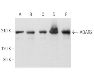 ADAR2 Antibody (A-3) - Western Blotting - Image 356689 