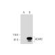 ADAR2 Antibody (A-5) - Western Blotting - Image 294454