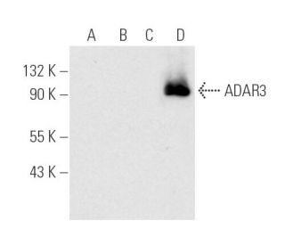 ADAR3 Antibody (3.591) - Western Blotting - Image 300158
