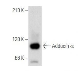 Adducin &alpha; Antibody (A-5) - Western Blotting - Image 355563 