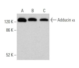 Adducin α Antibody (4D1) - Western Blotting - Image 373468