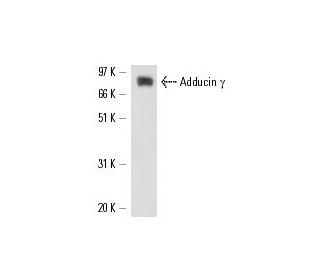 Adducin γ Antibody (E-1) - Western Blotting - Image 17032
