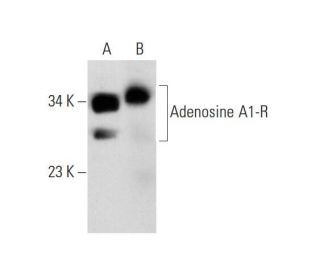 Adenosine A1-R Antibody (HA1) - Western Blotting - Image 138541 