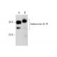 Adenosine A1-R Antibody (HA1) - Western Blotting - Image 138541 
