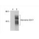 Adenosine A2A-R Antibody (5H30) - Western Blotting - Image 392602 