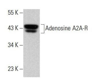Adenosine A2A-R Antibody (F-10) - Western Blotting - Image 379528