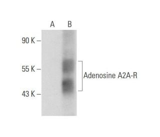 Adenosine A2A-R (5H30): sc-70321. Western blot analysis of Adenosine A2A-R...