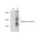 Adenosine A2A-R (5H30): sc-70321. Western blot analysis of Adenosine A2A-R...