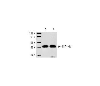 Western blot analysis of polyhistidine-tagged recombinant Adenovirus-2 E1A (13S): sc-4021 WB. Antibodies tested include Ad