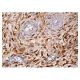 ADH Antibody (B-12) - Immunohistochemistry - Image 158184 