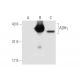 ADH Antibody (B-12) - Western Blotting - Image 56195