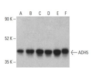 ADH5 Antibody (B-1) - Western Blotting - Image 401045