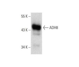 ADH8 Antibody (B-10) - Western Blotting - Image 289851 