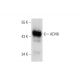 ADH8 Antibody (B-10) - Western Blotting - Image 289851 