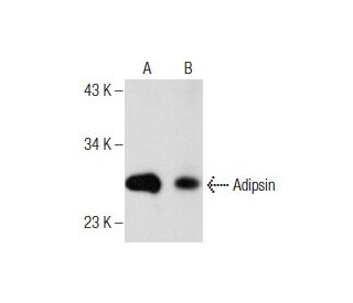 Adipsin Antibody (D-8) - Western Blotting - Image 159463