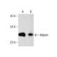 Adipsin Antibody (D-8) - Western Blotting - Image 159463