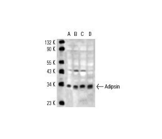 Adipsin Antibody (H13/11) - Western Blotting - Image 13508