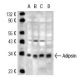 Adipsin Antibody (H13/11) - Western Blotting - Image 13508