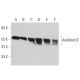 AdoMetDC Antibody (F-10) - Western Blotting - Image 359216 
