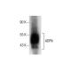 ADPN Antibody (C-8) - Western Blotting - Image 287481 