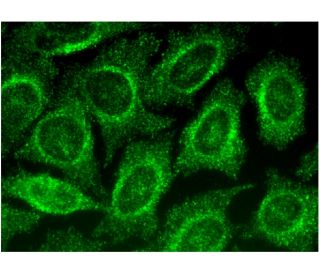 ADPN Antibody (D-5) - Immunofluorescence - Image 298960 