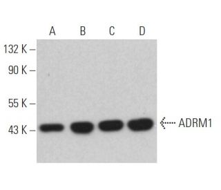 ADRM1 Antibody (G-3) - Western Blotting - Image 365438 