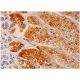 ADRP Antibody (B-6) - Immunohistochemistry - Image 333948 