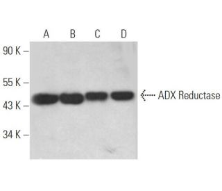 ADX Reductase Antibody (E-2) - Western Blotting - Image 367539 