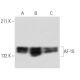 AF-10 Antibody (HAF10 10D3/8) - Western Blotting - Image 12963
