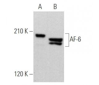 AF-6 Antibody (B-5) - Western Blotting - Image 360710 