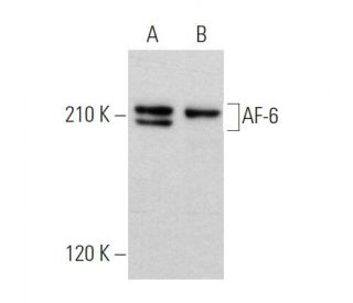 AF-6 Antibody (C-3) - Western Blotting - Image 360709 