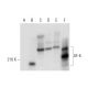 AF-6 Antibody (G-7) - Western Blotting - Image 304311