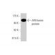 AF9 Antibody (3C11) - Western Blotting - Image 348547