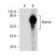 Afamin Antibody (G-10) - Western Blotting - Image 150867 